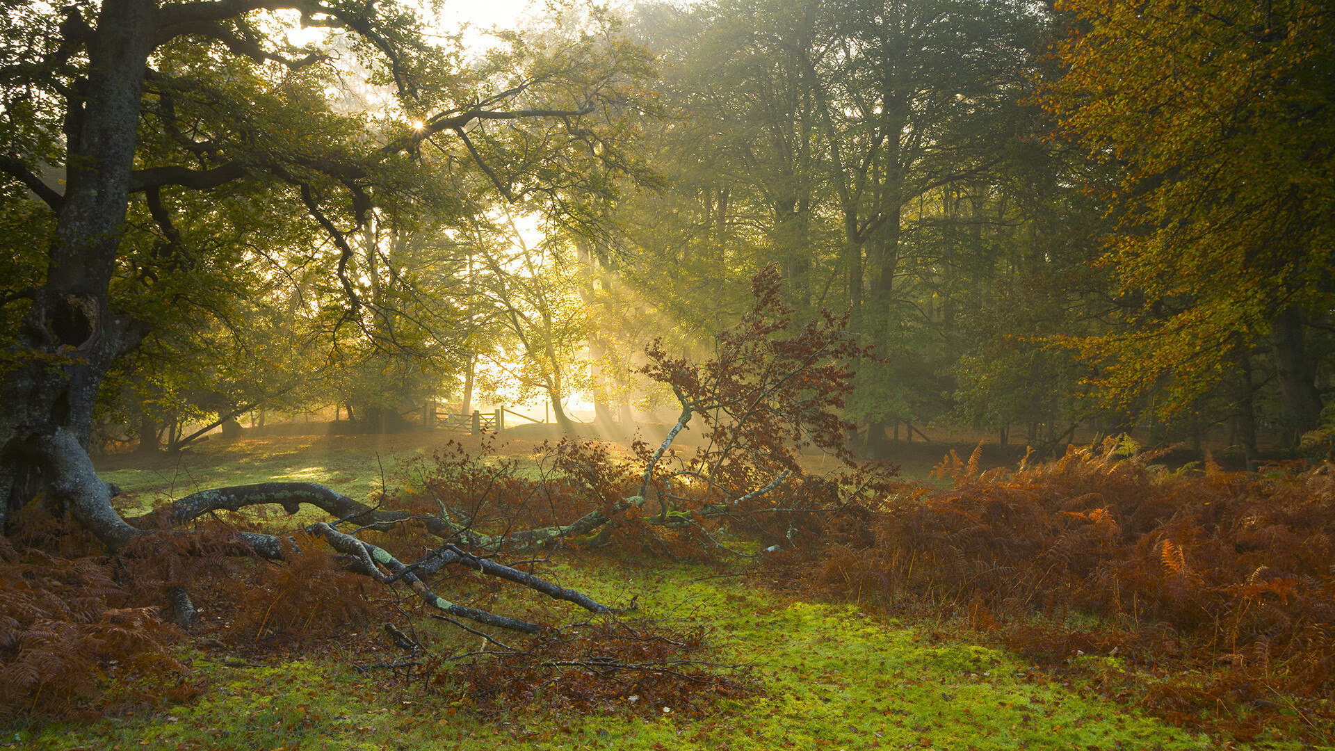 英雄与命运的交响,阿尔瓦雷斯扛起全队,卡塔尔压哨击败玻利维亚