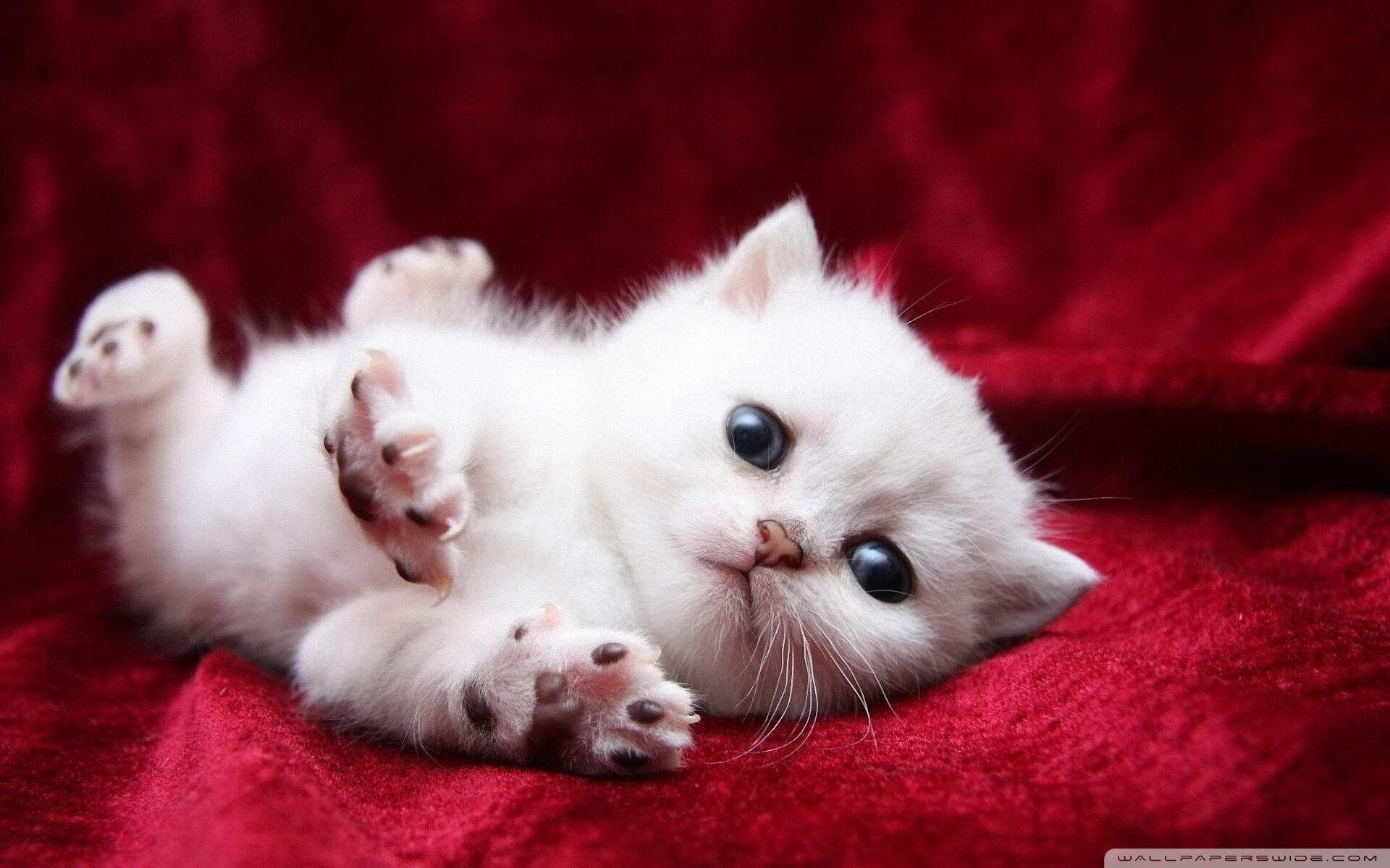 西决生死战之夜，塔图姆带队取胜