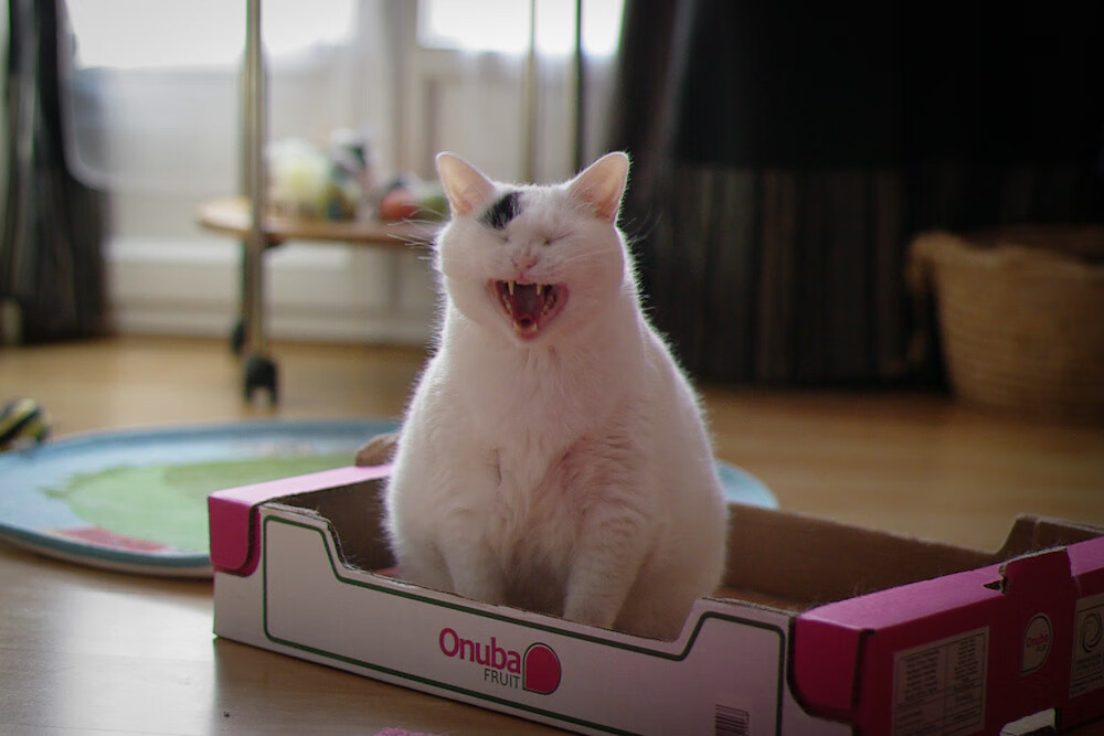 独行侠压制开拓者，布伦森存在感拉满