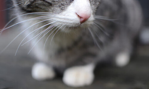 卢卡库火力全开，个人主义的完美风暴，为何反衬出贝蒂斯团队主义对拜仁的世纪封印？