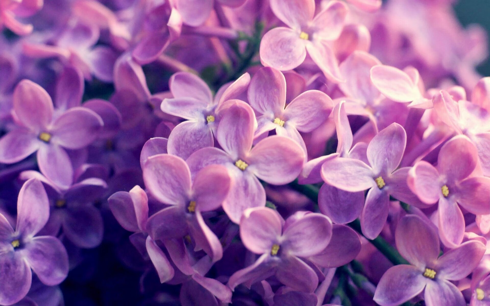 舞台愈大，光芒愈烈，本泽马与非洲血脉的绿茵交响