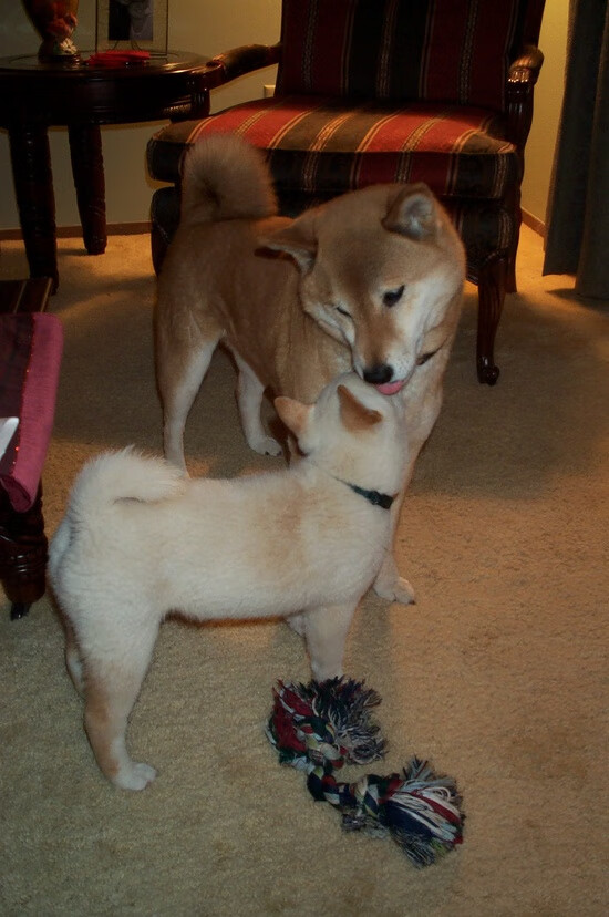 灰熊全面碾压猛龙，莫兰特化身关键先生锁定胜局