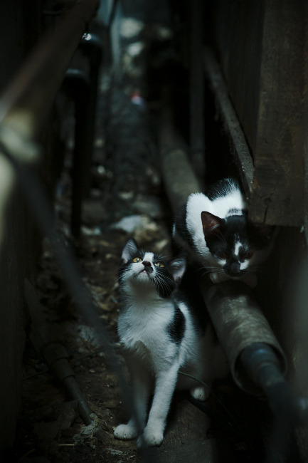 极速弯道与禁区之王，两种统治力的震撼交响