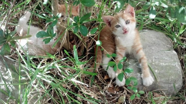 东决关键战之夜，塔图姆的沉默交响与王者加冕