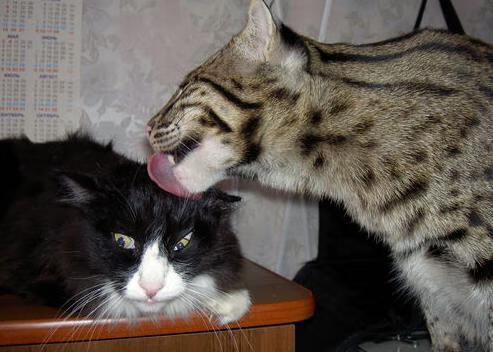 个人光芒与集体火焰,哈弗茨的爆发与加纳的火力压制