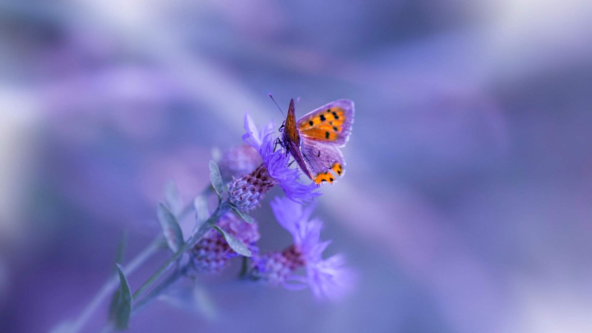 NBA季后赛焦点战，东方力量降临！北京队单节风暴拉开雷霆