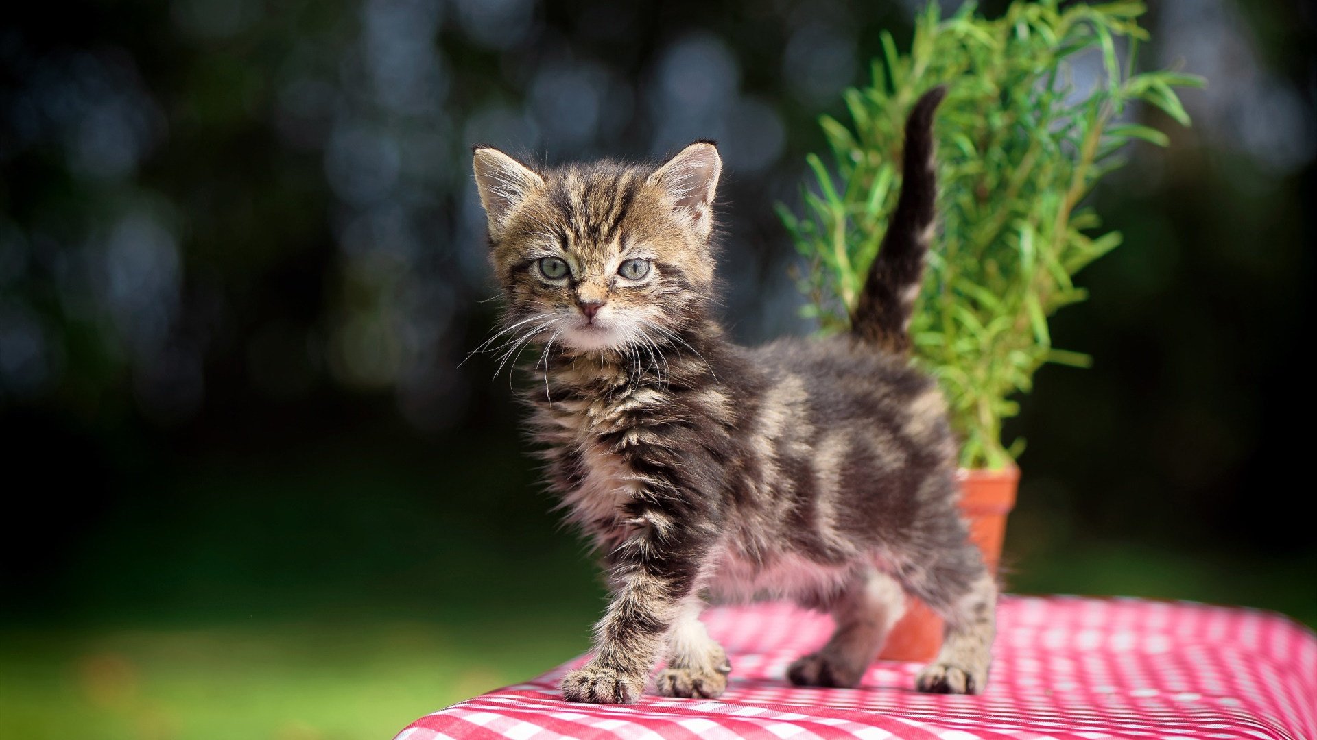 欧冠淘汰赛惊现防守传奇,塞内加尔铁闸锁死沙特攻势