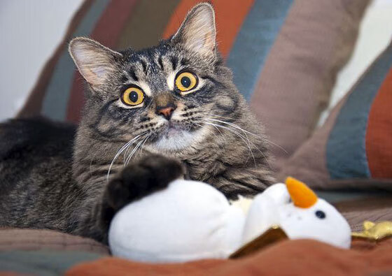 引擎交响诗,当福克斯的声浪劈开街道赛之夜