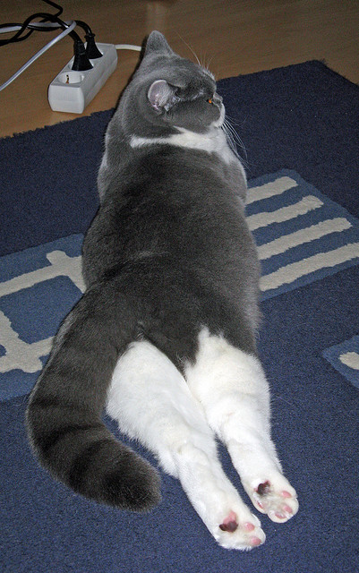 世俱杯分组-舞台铸就巨星，小贾伦·杰克逊的大场面定律与开拓者逆境突围启示录