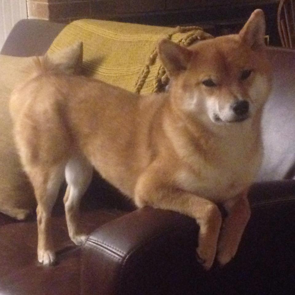 奇迹之夜,从意甲焦点战到玻利维亚掀翻厄瓜多尔的足球启示录