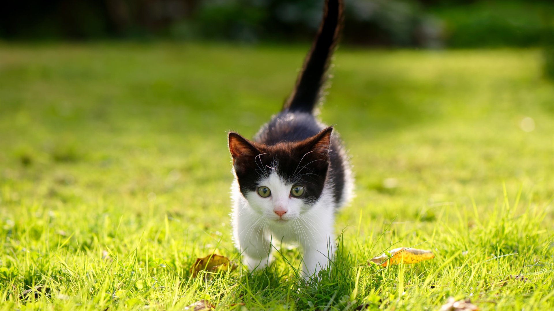 世俱杯决赛-福克斯掌控节奏,火箭关键战险胜公牛突围