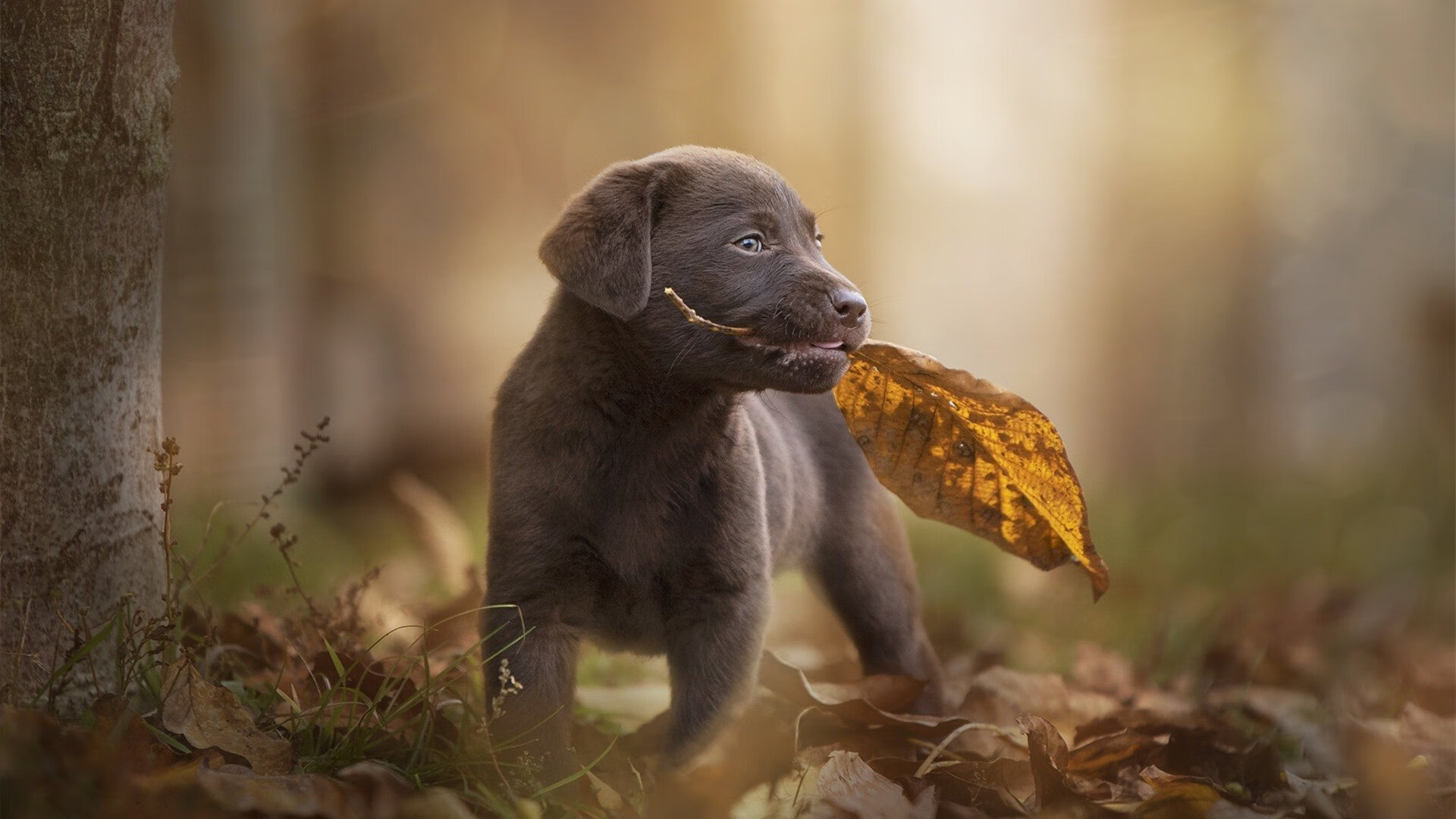 世俱杯决赛-少年擎旗,当加维与哥斯达黎加共同奏响逆袭的狂想曲