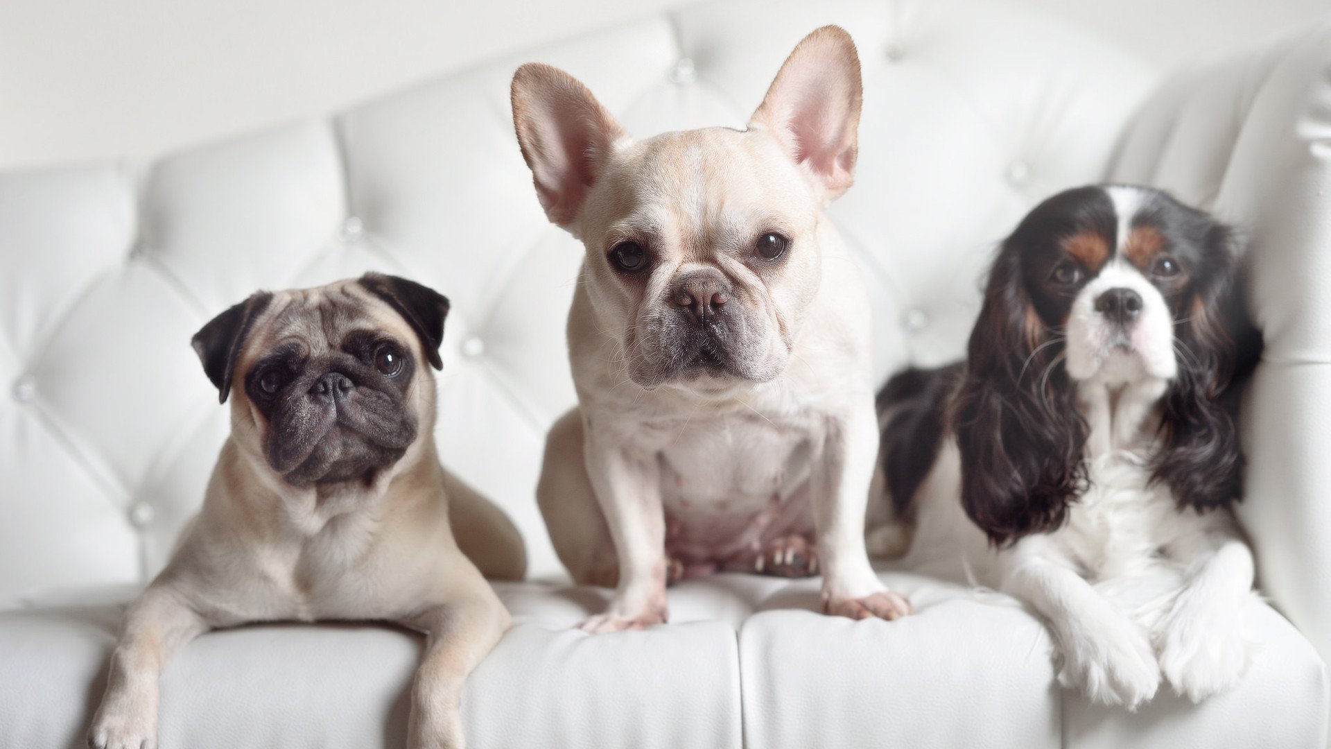 世俱杯2025-跨洲双雄记，当猛龙收割鹈鹕，欧文式接管在意甲点燃绿茵