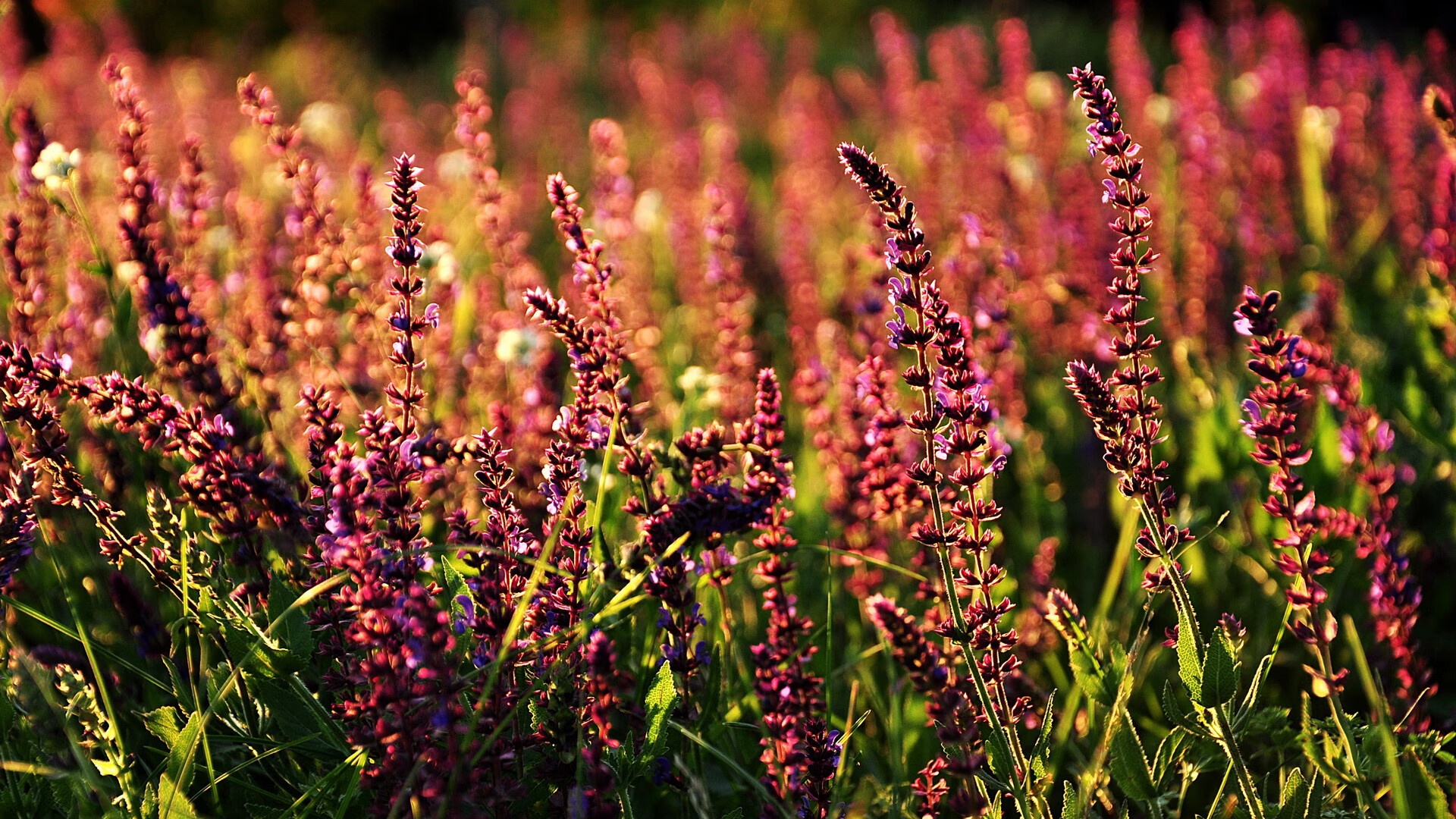 绝境长城上的舞者，西亚卡姆西决生死战高能输出全记录