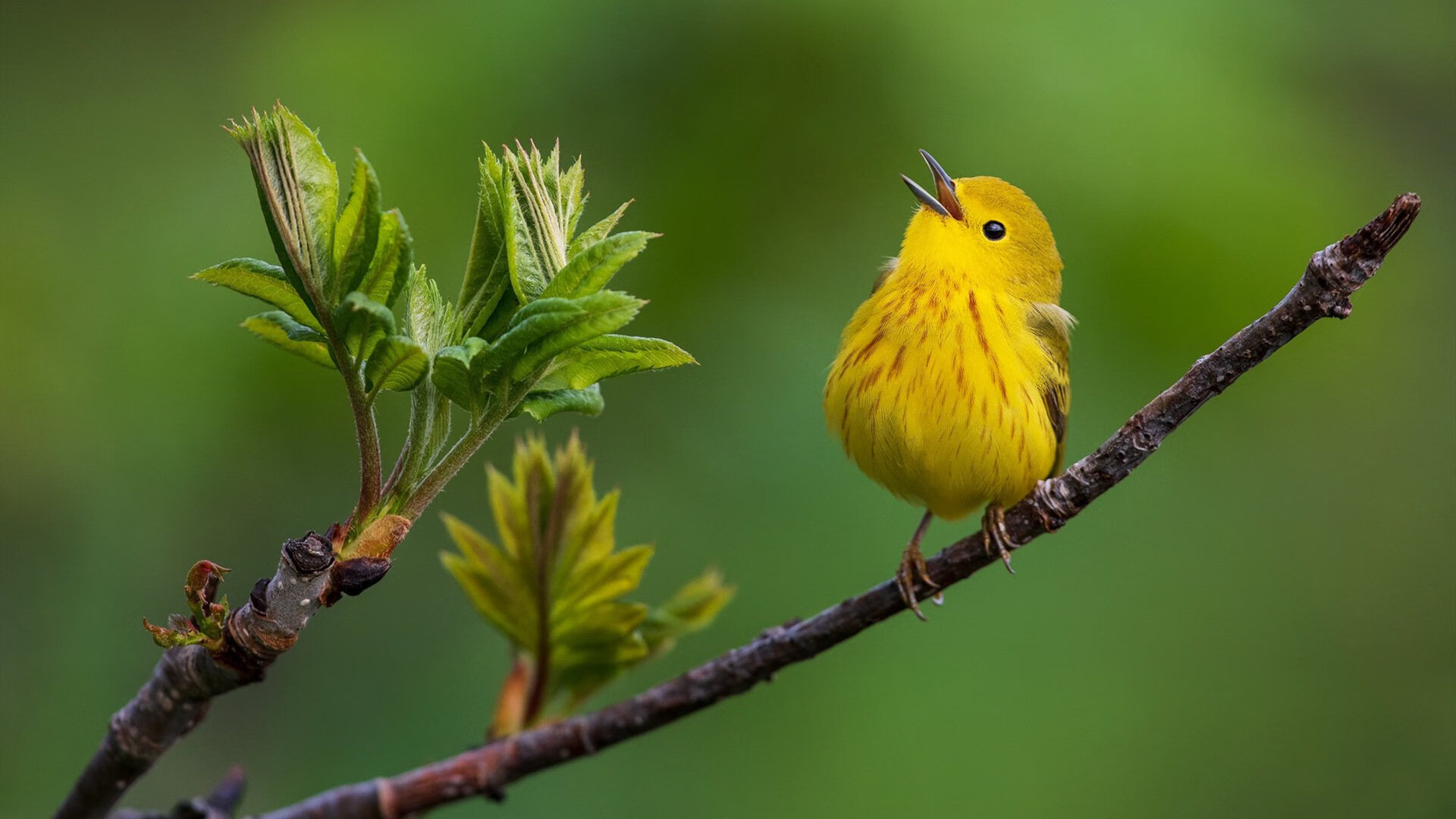 夜幕下的绿茵传奇，福克斯一剑封喉，美加墨世界杯今夜无眠