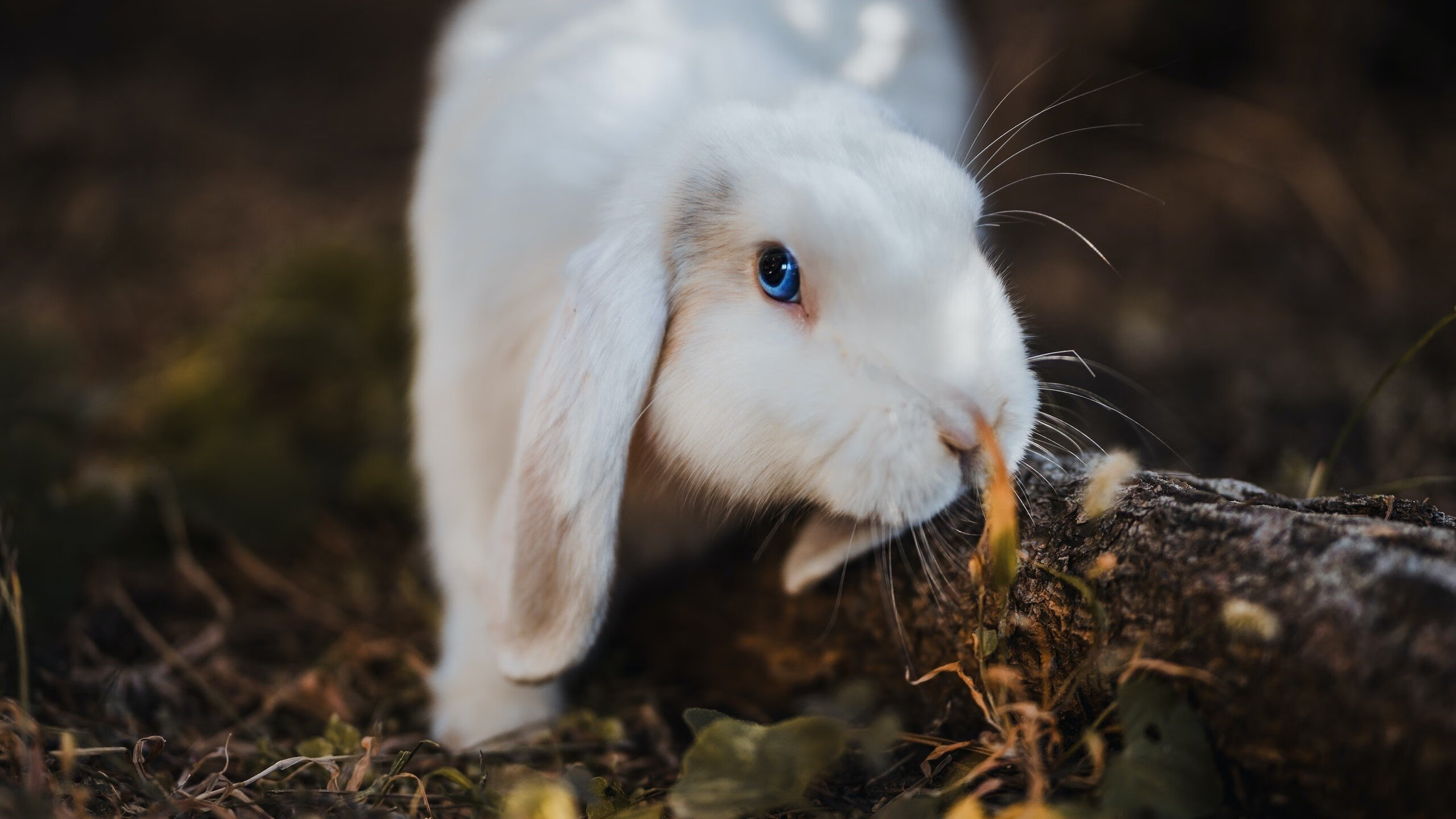 风暴夜，公牛角力拔丹佛，新星切特三记封盖终结约基奇王朝？