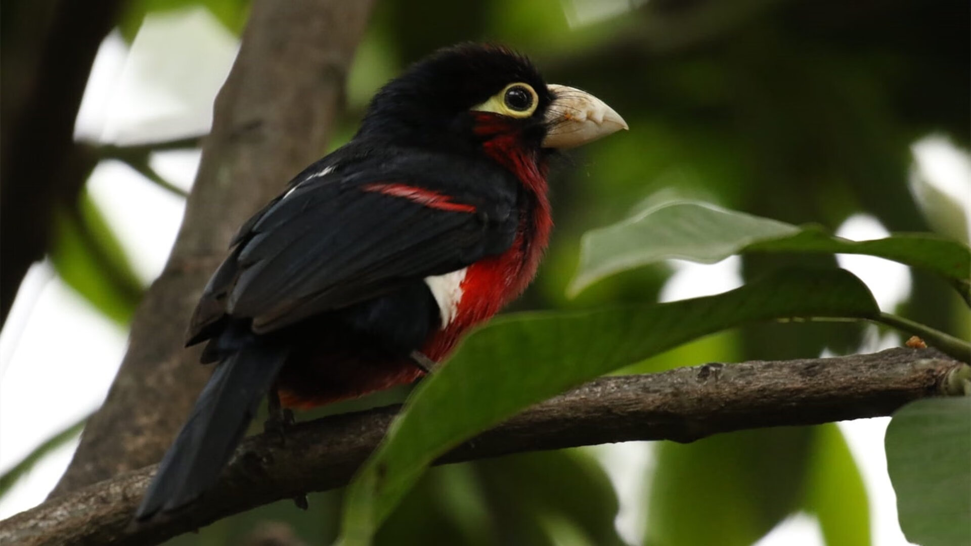 绝境之王！布伦森压哨绝杀魔术，尼克斯挺进东决关键胜利