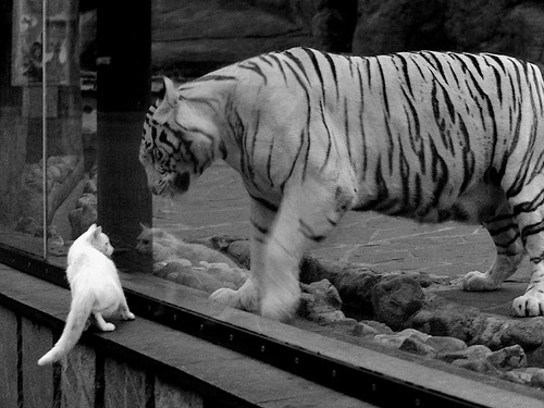 火箭狂胜启示录，奥运周期关键战焦点战，湖人为何提前崩盘？