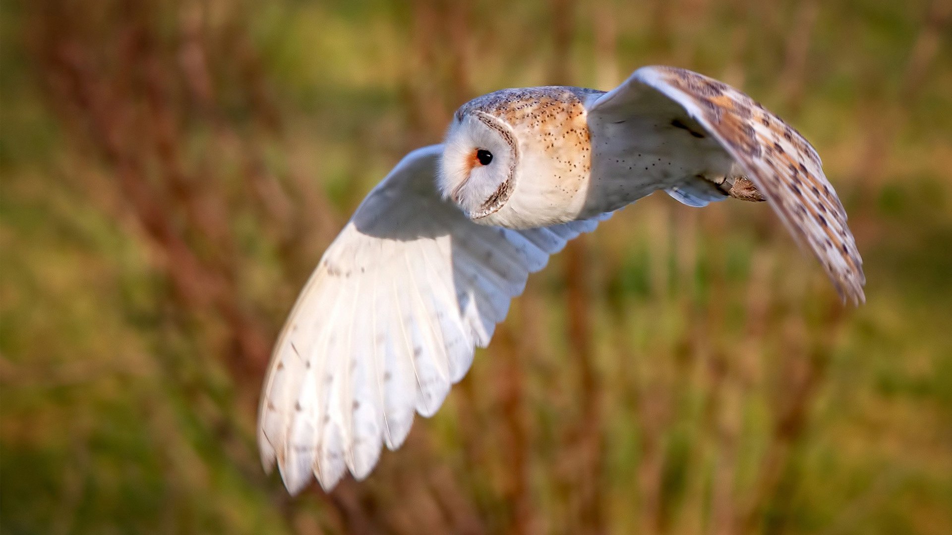 世俱杯赛程-引擎轰鸣下的绿衫军，当篮球场化作F1赛道，塔图姆如何进站统治比赛？