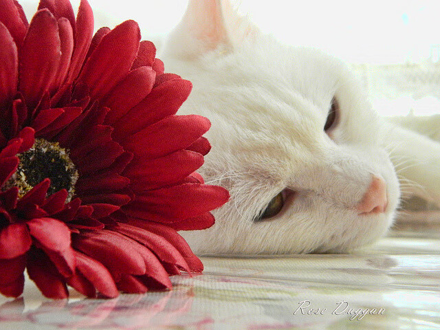 西决生死战焦点战，加拿大爆冷埃及的篮球史诗