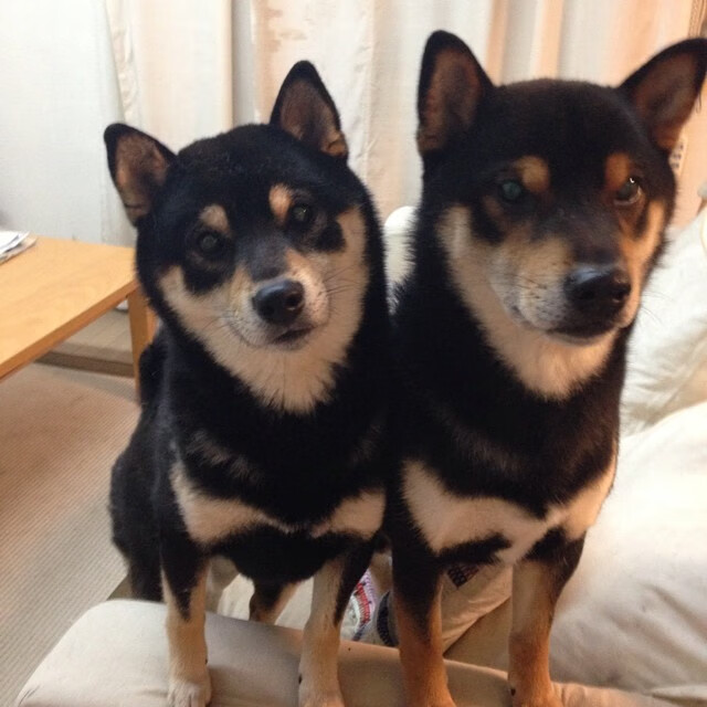 世俱杯改制-教科书般的征服,米切尔神级发挥引领独行侠力克吉林