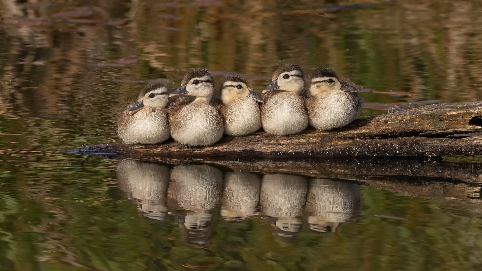 F1街道赛之夜，米切尔持续制造杀伤的赛道狂想曲