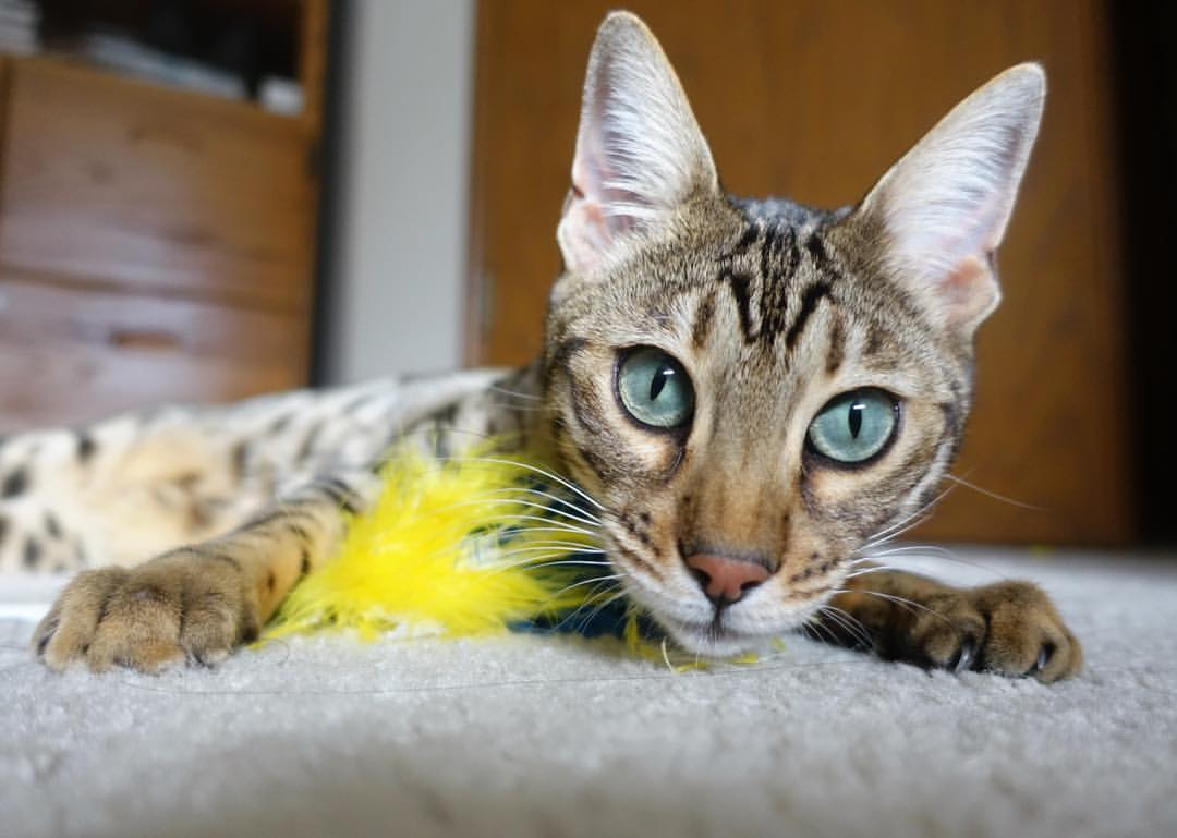 世俱杯直播-终场哨响,传奇未眠,莫德里奇年度封神之战与雷恩的决胜局逆袭