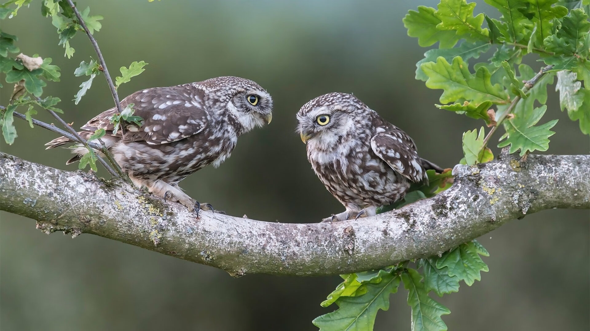 2026世界杯之夜，杜兰特接管比赛，连续得分奠定胜局