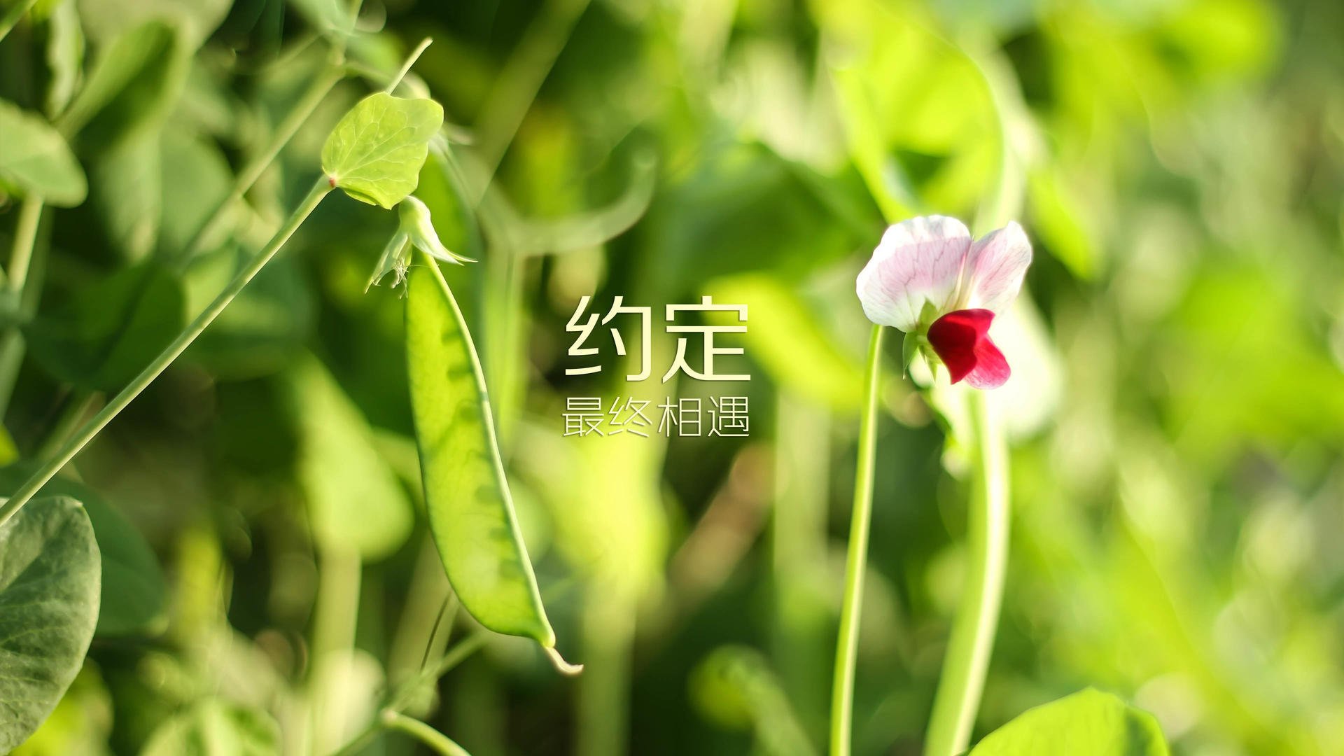 世俱杯改制-桑巴风暴席卷多哈，巴西横扫卡塔尔，久保建英独木难支闪耀全场