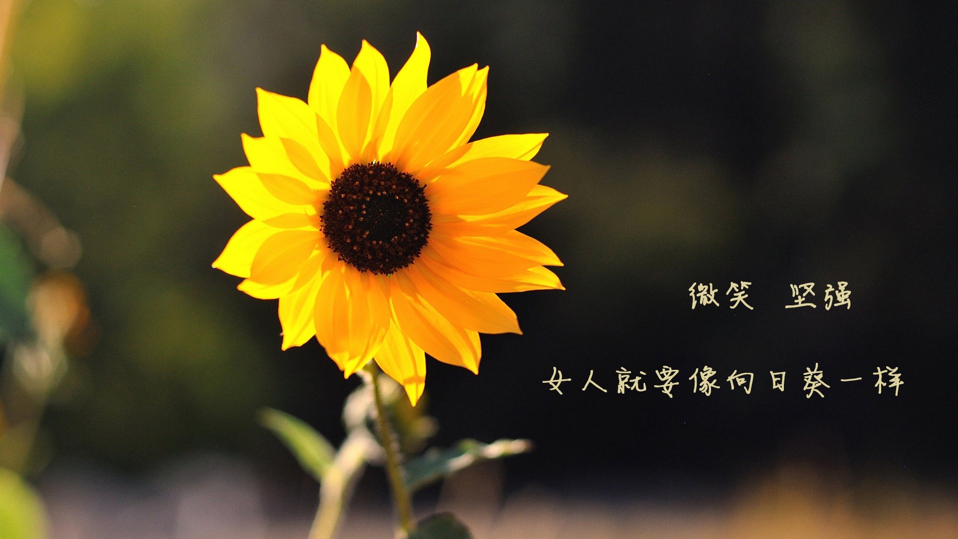 世俱杯奖金-加纳铁骑碾压东瀛武士，魔笛传人德布劳内奏响2026世界杯C组最强音